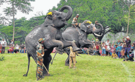 Dubare Elephant Camp, Kushalanagar - Mysore Travel Taxi