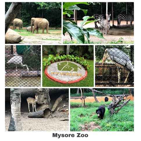 Chamarajendra (Mysore) Zoological Garden - Mysore Travel Taxi